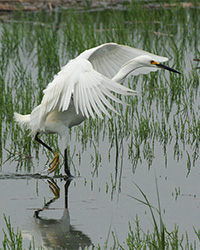 snowy egret arching wings